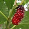 Mulberries